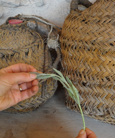 Propagating lavender and enjoying one of the best dry landscaping plants at your disposal